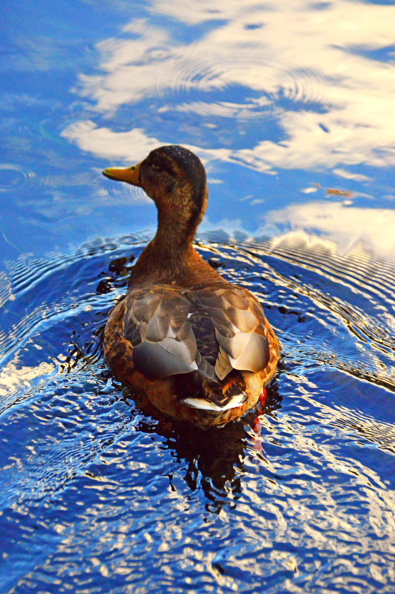 one animal, no people, feather, lake, waterfront, animal, beast, beauty in nature, poultry, animals in the wild, birds, vertebrate, color, 5K, water bird