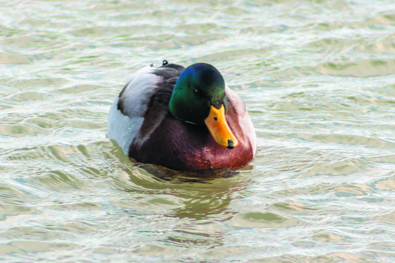 day, no people, lake, vertebrate, waterfront, duck, bird, animals in the wild, teal, one animal, beak, water, 5K, waterfowl, wingtip toys, nature, male animal