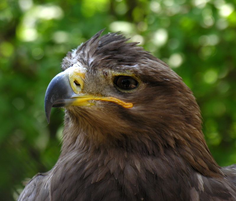 animal body part, wild world, wing, animals in the wild, falconry, greedy, predator, falcon, eagle, looter, close-up, sas, focus on foreground, one animal