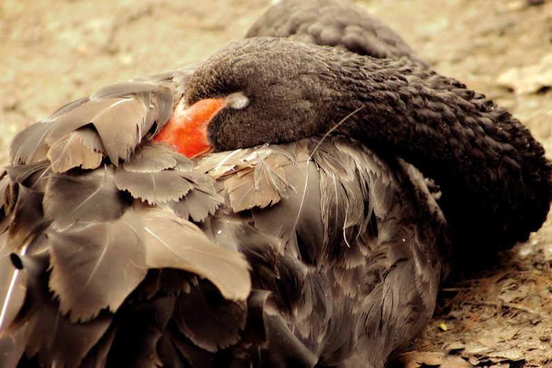 black swan, beak, animal wildlife, close-up, animals in the wild, nature, animal themes, vertebrate, feather, no people, animal body part, relax, black color