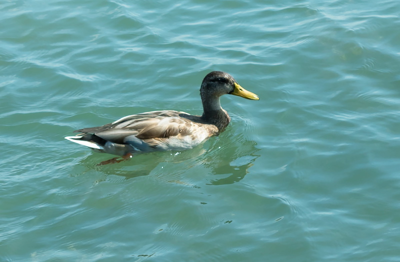 waterfowl, water bird, wild world, wild ducks, animal, no people, nature, side view, bird, color, one animal, waterfront, water, vertebrate, swimming, duck