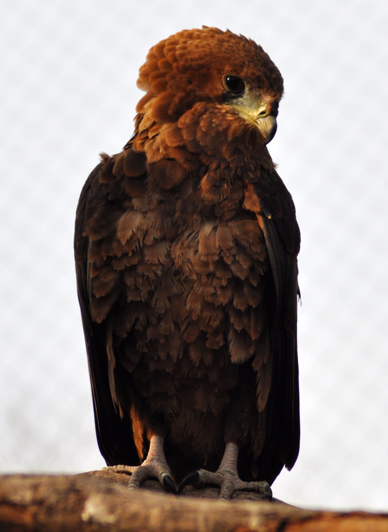 one animal, wild world, nature, looking, wing, looter, hunter, 2K, feather, brown, branch, eagle, full length, feathered, wings, predator, bird, vertebrate