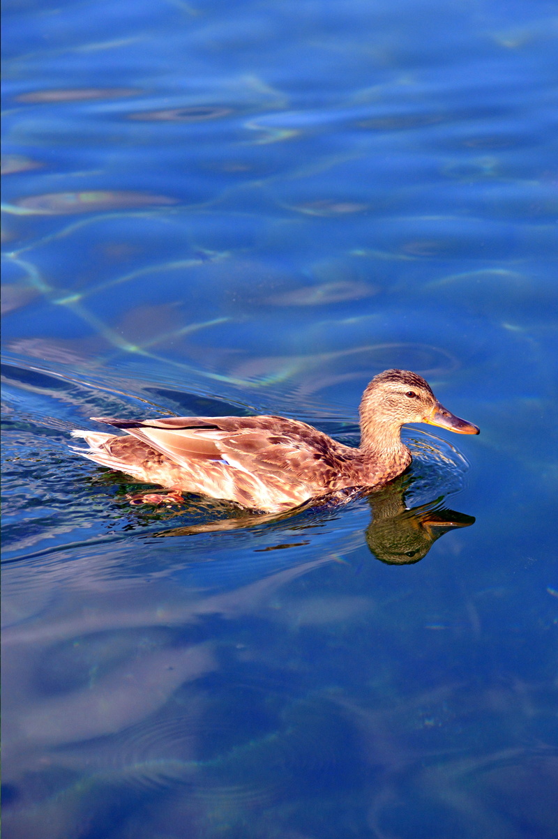 color, birds, waterfront, beast, lake, blue, animals in the wild, feather, bird, water, one animal, vertebrate, wild ducks, animal themes, duck, water bird