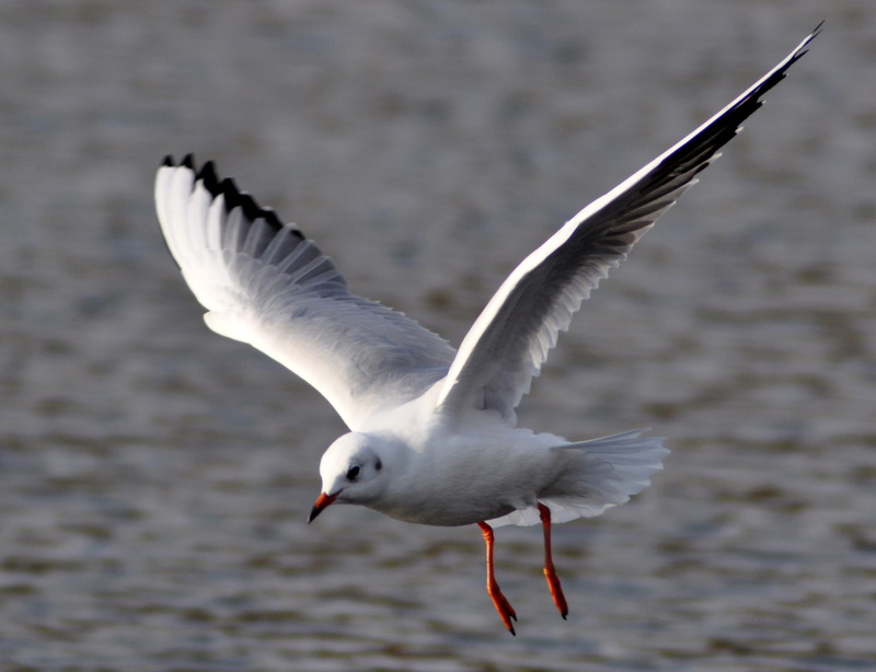 beak, animal wing, full length, wild world, bird flu, seagull, animal wildlife, close-up, focus on foreground, wingtip toys, wing, flying, motion, flapping