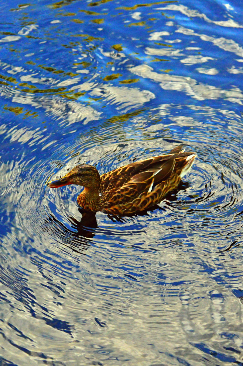 account, bird, wingtip toys, swimming, 5K, fauna, water bird, one animal, no people, water, vertebrate, wild ducks, poultry, outdoors, rippled, animals in the wild