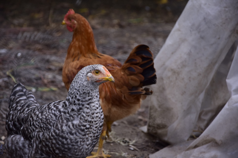 domestic, nature, mammal, vertebrate, animal, beak, animal world of, chicken, animal family, wingtip toys, close-up, animal themes, motley, livestock, group of animals