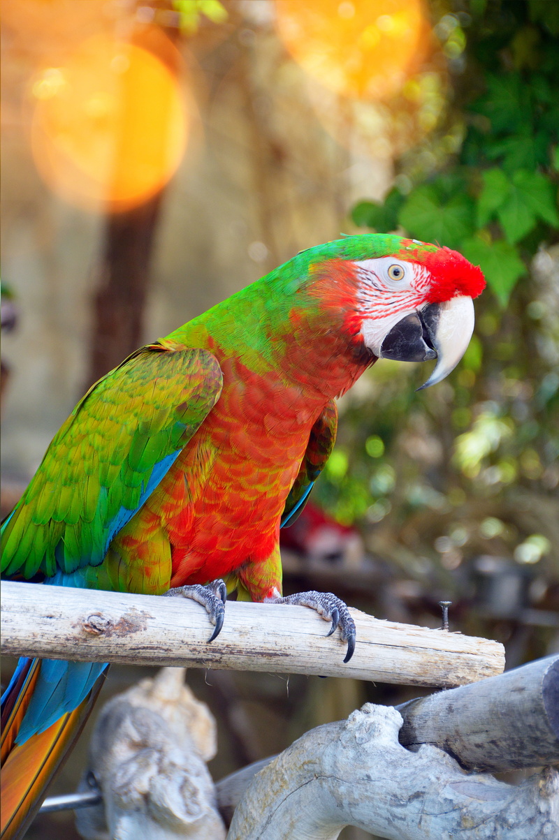scarlet macaw, wingtip toys, focus on foreground, vertebrate, animal wildlife, wing, menagerie, animals in the wild, lively, parrot, perching, no people