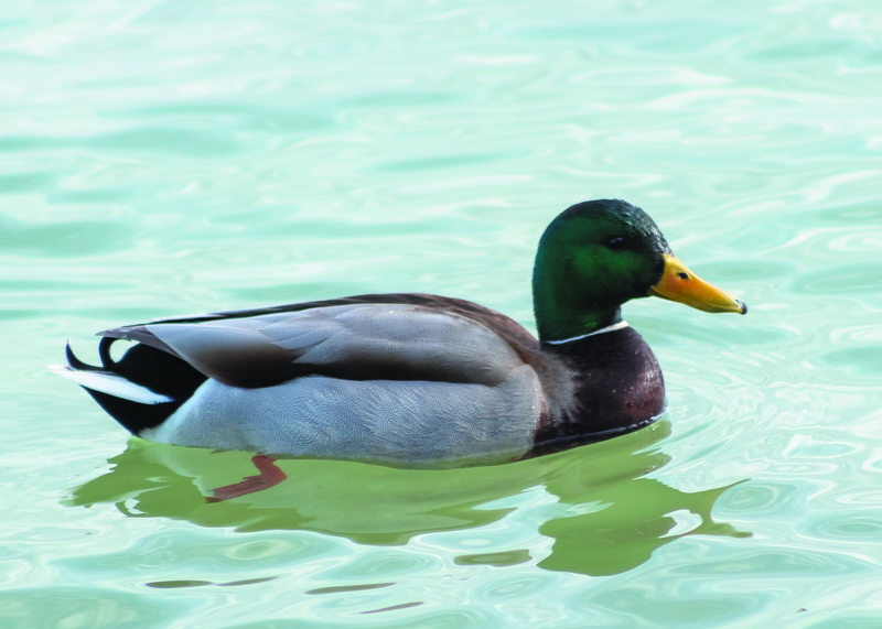 lake balaton, day, swimming, animal, wild world, freshwater bird, close-up, vertebrate, wild ducks, waterfowl, poultry, animals in the wild, bird, mallard duck
