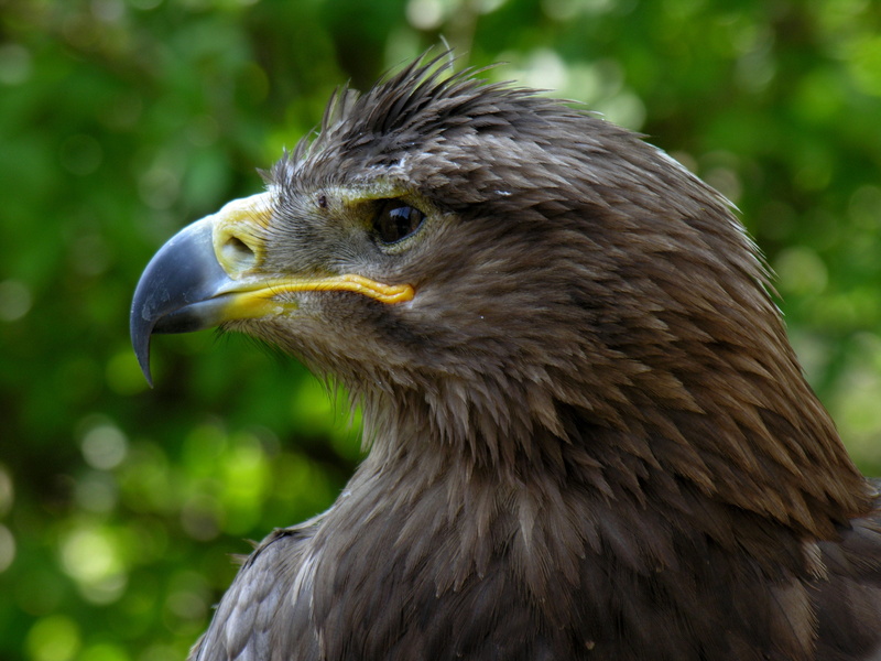 animal, bird, wingtip toys, profile view, animals in the wild, looking, power, outdoors, no people, bird of prey, day, wing, vertebrate, looking away, animal wildlife