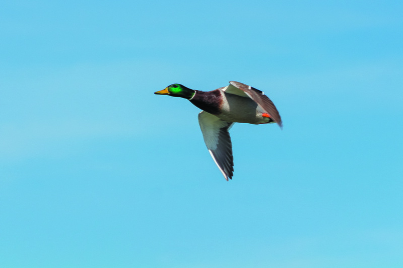 5K, mid-air, one animal, wild ducks, no people, animal themes, animal, mallard duck, side view, spread wings, motion, waterfowl, head, teal, animals in the wild