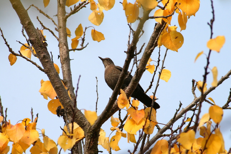 natural, garden, forest, eagle, thrush, tree, leaf, 2K, wild world, branch, plant, clear sky, animal wildlife, change, outdoors, bare tree, day, beak