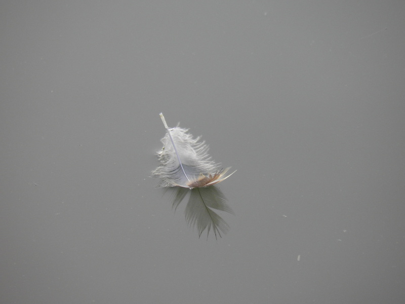 studio shot, pen, reflection, nature, water, copy space, flying, birds, feather, animal, day, close-up, dandelion seed, fluffy, wingtip toys, no people