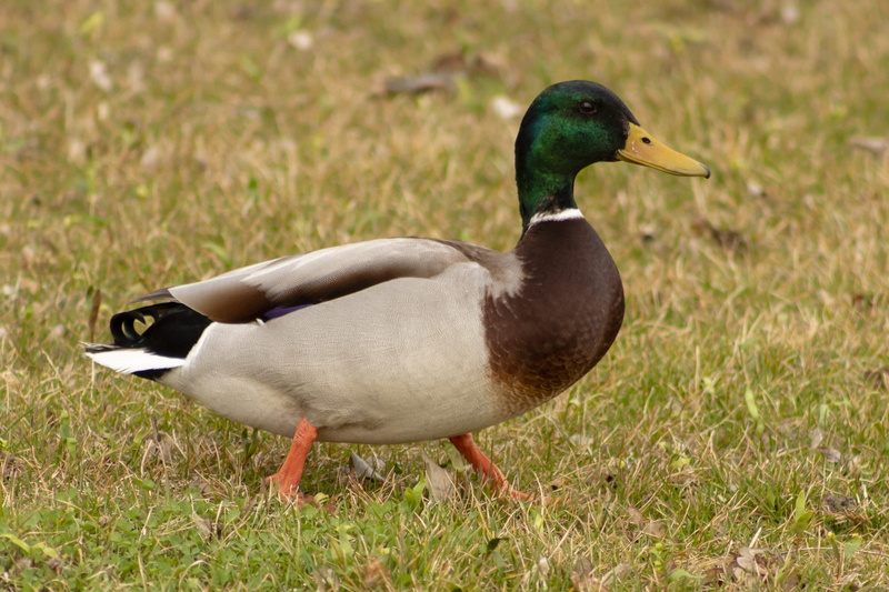 natural, water, head, poultry, wild ducks, 5K, lake balaton, lake, land, wingtip toys, wild world, animal themes, animal wildlife, full length, teal, freshwater bird