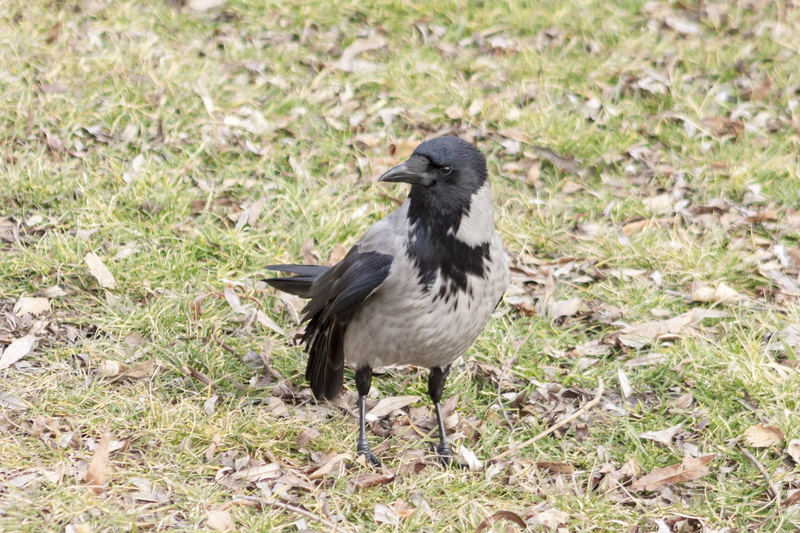 zoology, plant, wild world, vertebrate, outdoors, field, animal world of, animal themes, animal, land, no people, black color, full length, gray, bird