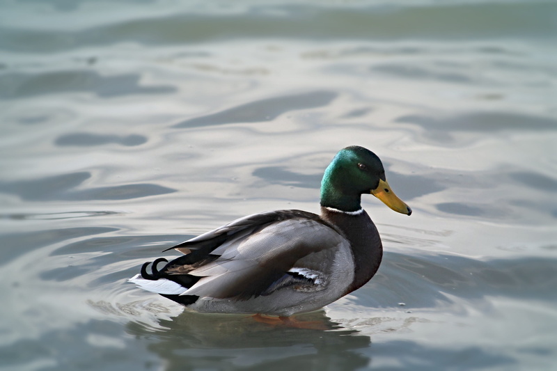 beak, waterfowl, poultry, day, animal themes, animal world of, animals in the wild, water, outdoors, waterfront, swimming, swim, water bird, lake, nature
