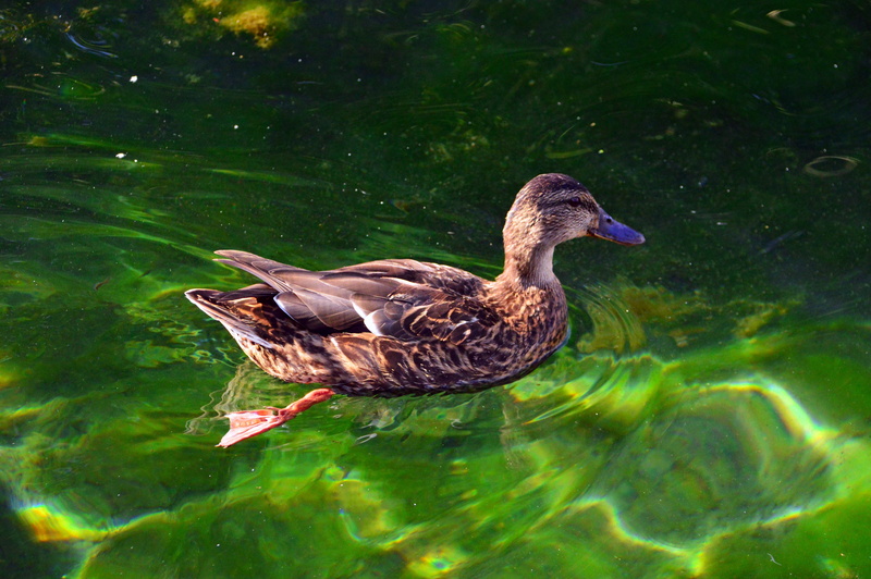 5K, nature, floating on water, animal themes, feather, female animal, wild ducks, mallard duck, lake, wingtip toys, bird, one animal, duck, no people