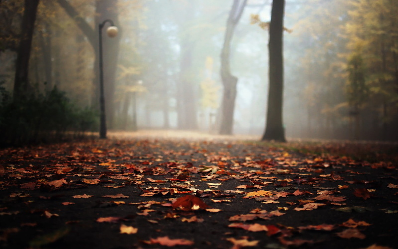 outdoors, fall, plant part, selective focus, nature, leaf, park, autumn, day, leaves, falling, land, brown, natural condition, tree trunk, dry, woodland