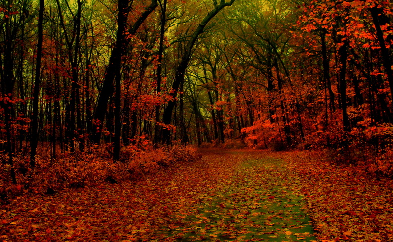 Greenfield Park, land, tranquil scene, woodland, change, outdoors, plant, Fall, beauty in nature, Milwaukee, nature, footpath, landscape, dried