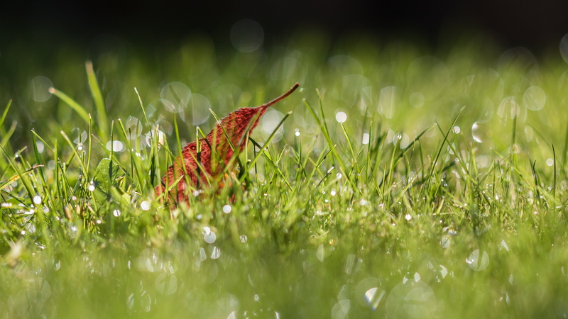 bokeh, leaf, close, photography, close-up photography, gazon, grass, Autumn fall, 5K, autumn  fall, green Color, nature, dried