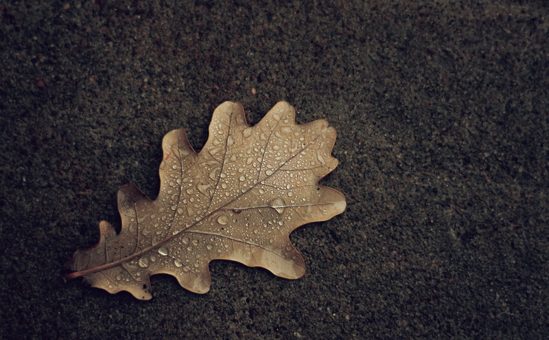 droplets, Texture, 700d, yellow, water, Canon  eos, autumn, Minimal, Nature, season, Drops, Morning, close-up, Rebel, dry, Montreal, close, Sail Away, water droplets