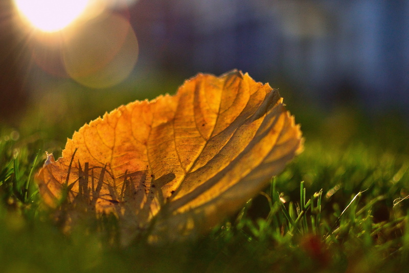 leaf, Explored, outdoors, forest, maple, autumn, green grass, photography, yellow, grass, sun, sunlight, focus, nature, season, selective focus, green