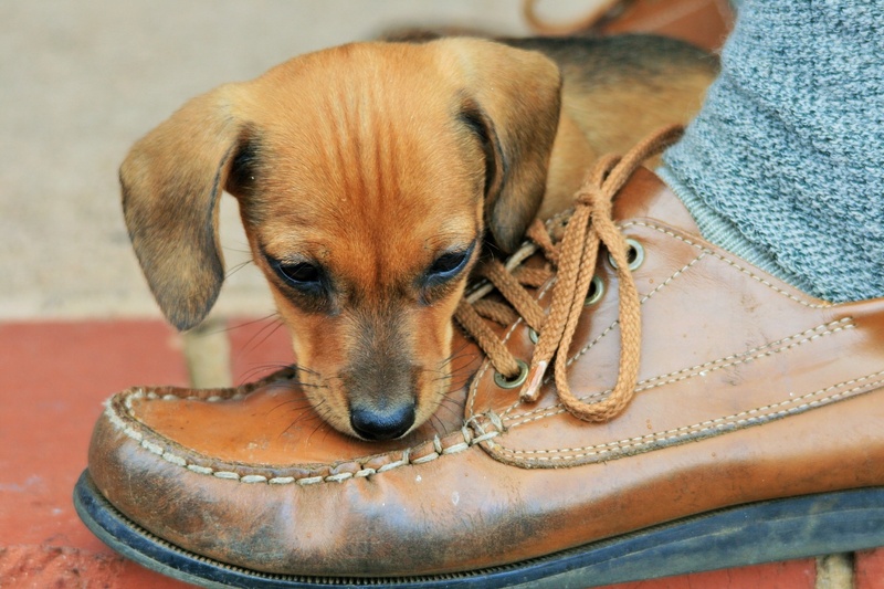leather, animal body part, paw, cute, fur, coated, pet, animal, doggy, shoe, 1080P, people, near, pets, playing, short, breed, puppy, domestic animals