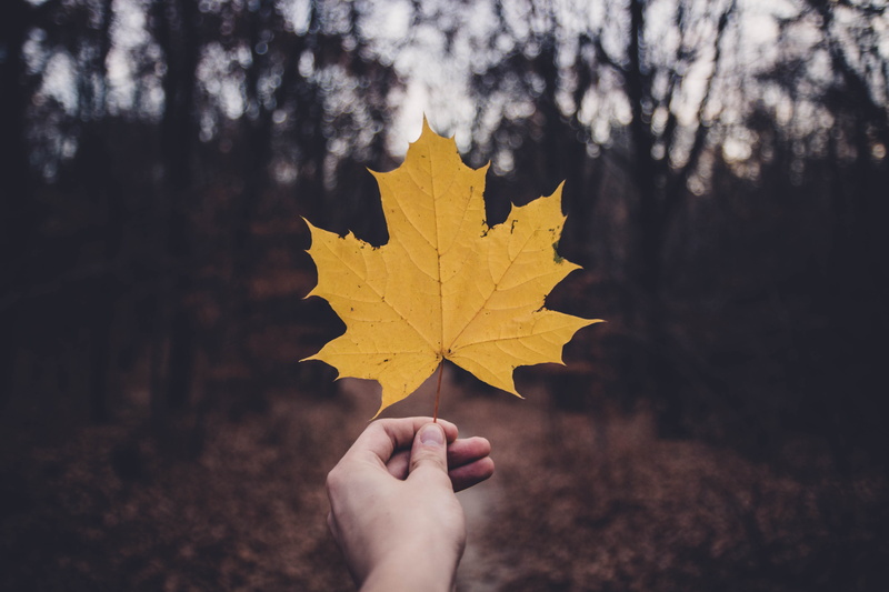 unrecognizable person, trees, bright, autumn, maple, finger, low, 5K, outdoors, descending, leaf, plant, plant part, environment, flora, change, holding