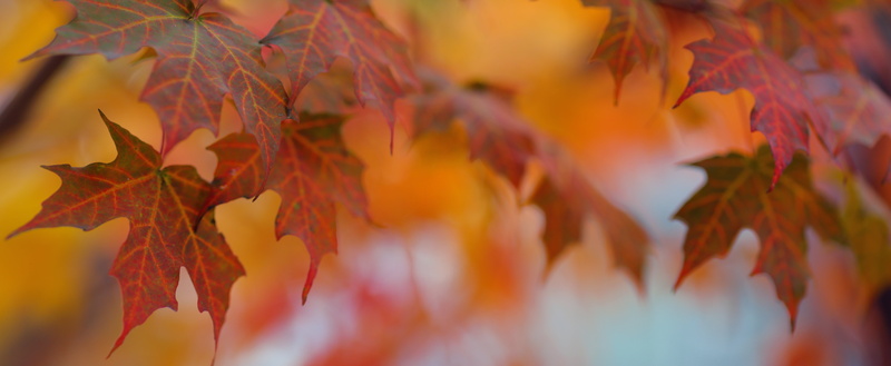 colors, autumn, maple leaves, october, pan, maple Tree, nature, colorful, bokeh, maple, tree, vibrant Color, multi Colored, red maple, photo, leaf, yellow
