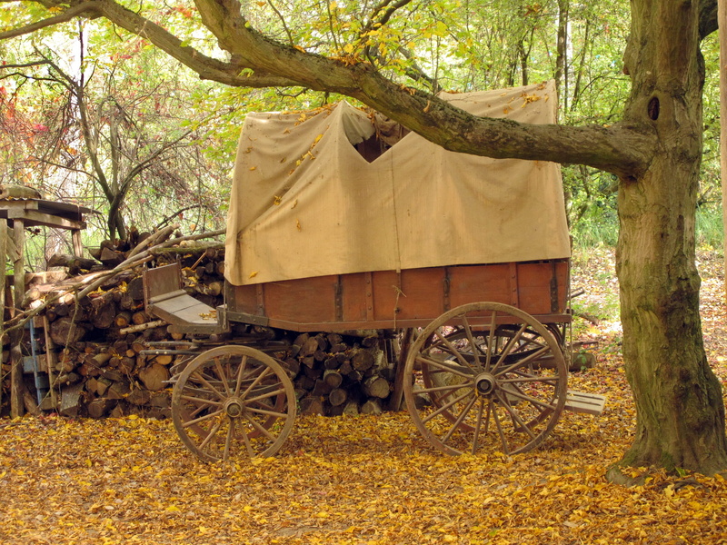 team, field, old coach, transportation, western, nostalgia, tree trunk, horse drawn carriage, land vehicle, wagon, horse cart, historically, rural scene