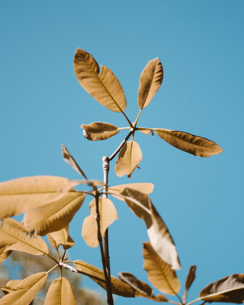 4K, blue, outdoors, color Image, plant, nature, blue sky, plant stem, copy space, plants, beauty in nature, vulnerability, low angle view, dried, fragility