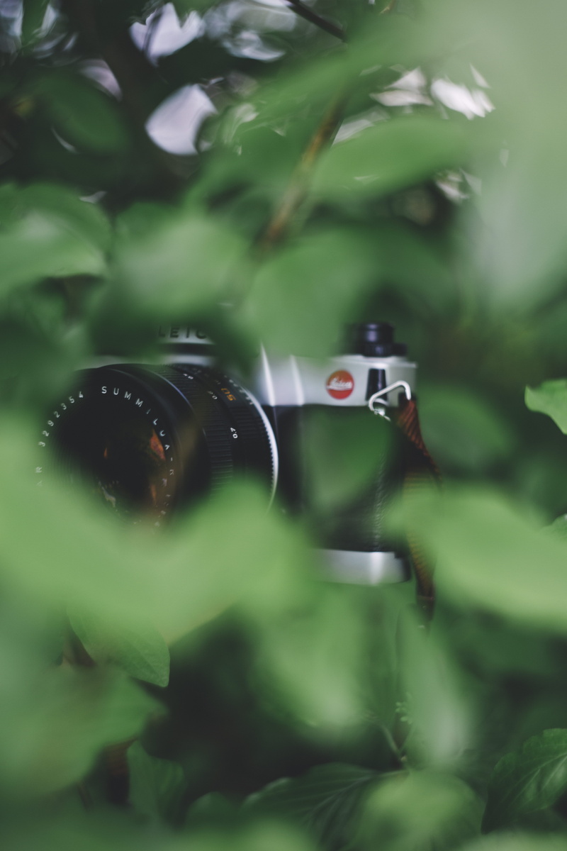 optical, real people, aperture, background, nature, selective, designer, close-up, camera - photographic equipment, plant part, leaves, Leica R, summer