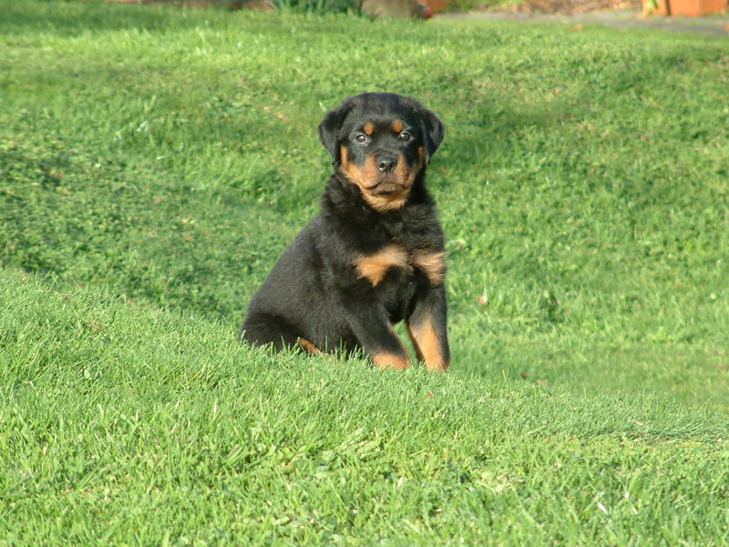 puppies, dogs, rottweiler, weeks, 1080P, khan, animals