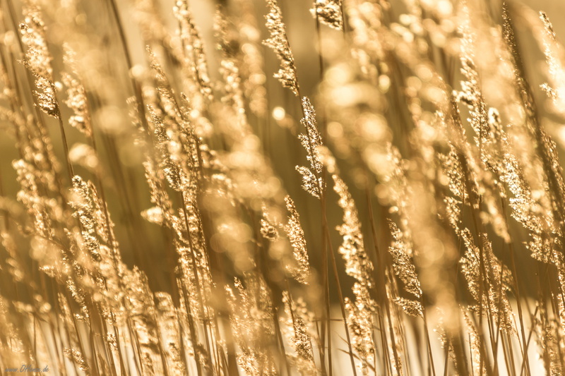 yellow, plants, brown, 52 weeks, Harz, Sonne, KW, nature, field, macro shot, Germany, Abend, macro, shot, Henze, Canon, meadow, Wednesday, sunlight, plant
