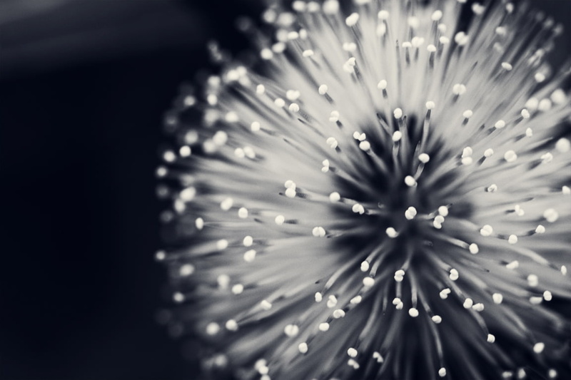 beautiful, backgrounds, focus, shallow focus, picture, monochrome, macro, Pattern, White Flower, 480P, closeup, flower  flower, black  white, flower, mimosa pudica