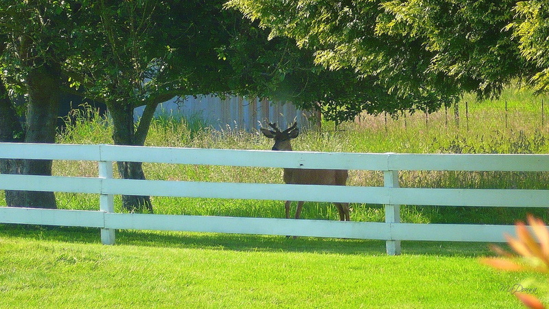 deer, lawn, buck, animals, saturdays, tree, fence, 1080P
