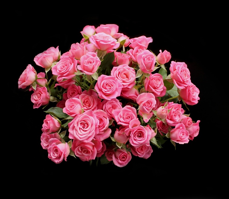 pink saturday, plant, no people, flowers, red, studio shot, indoors, beauty in nature, flower arrangement, bouquet, flower, pink Color, rose, backgrounds