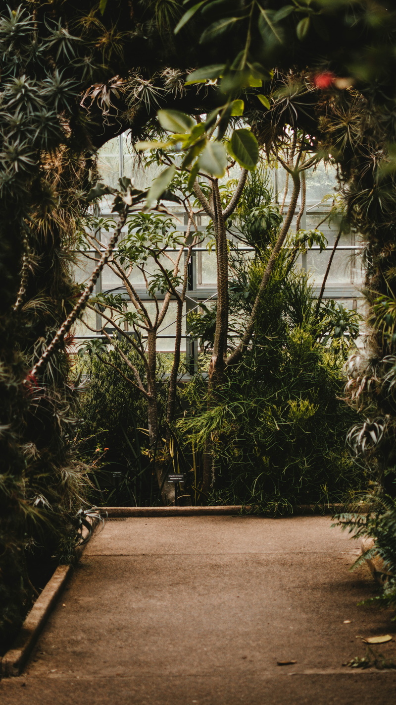 5K, trees, explore, green Color, footpath, tree, leaf, green, flower, white, archway, saturday, no People, perspective, forest, path, greenhouse, walkway