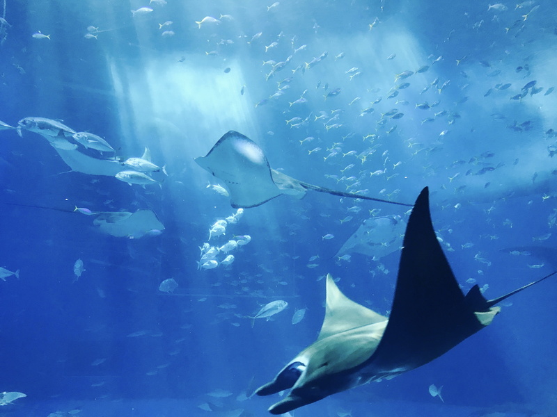 group of animals, aquatic, marine life, deep, no people, gray, underwater, swimming, undersea, stingray, wildlife, animal themes, animals, animals in the wild