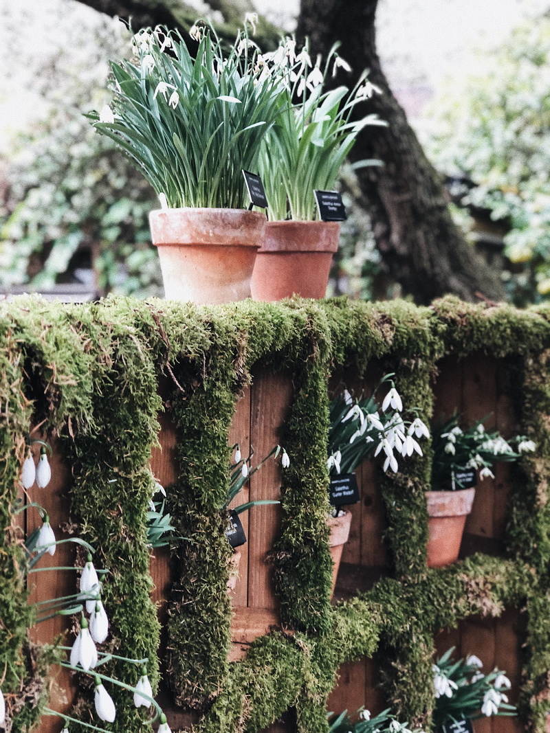 leaf, front or back yard, close-up, green, pot, nature, flowers, flower pot, botany, beauty in nature, garden, maturation, plant part, white, growth, snowdrop