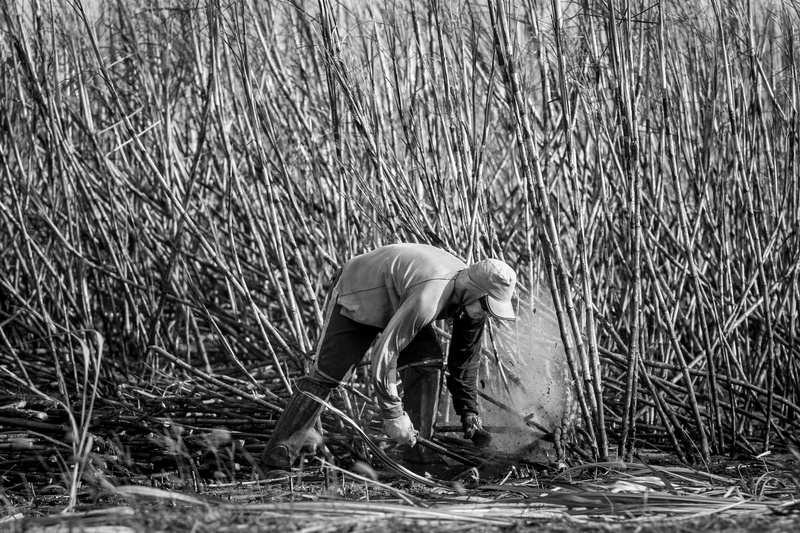 nature, forest, photo, plant, #outdoorchallenge, working, #mobilechallenge, farming, one animal, bending, one person, side view, 5K, lifestyles, field