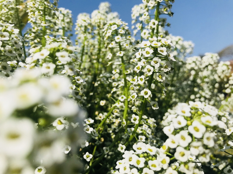 flora, outdoors, bunch of flowers, mobilechallenge, selective focus, vulnerability, flowering plant, springtime, nature, bloom, blossom, no people, white