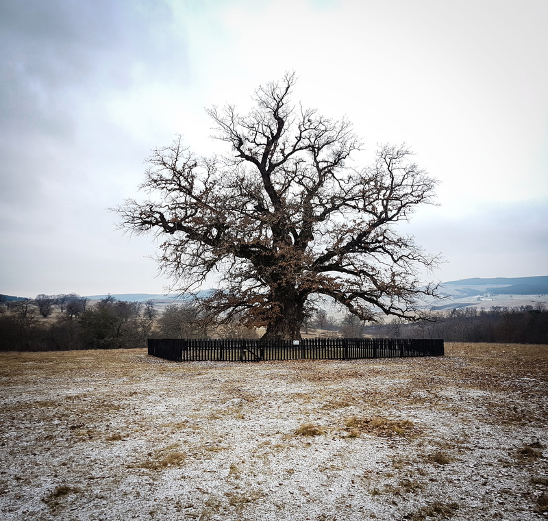 no people, scenery, built structure, building exterior, cloudy skies, branch, tranquil scene, black, bare tree, scenic, mobilechallenge, outdoors, light