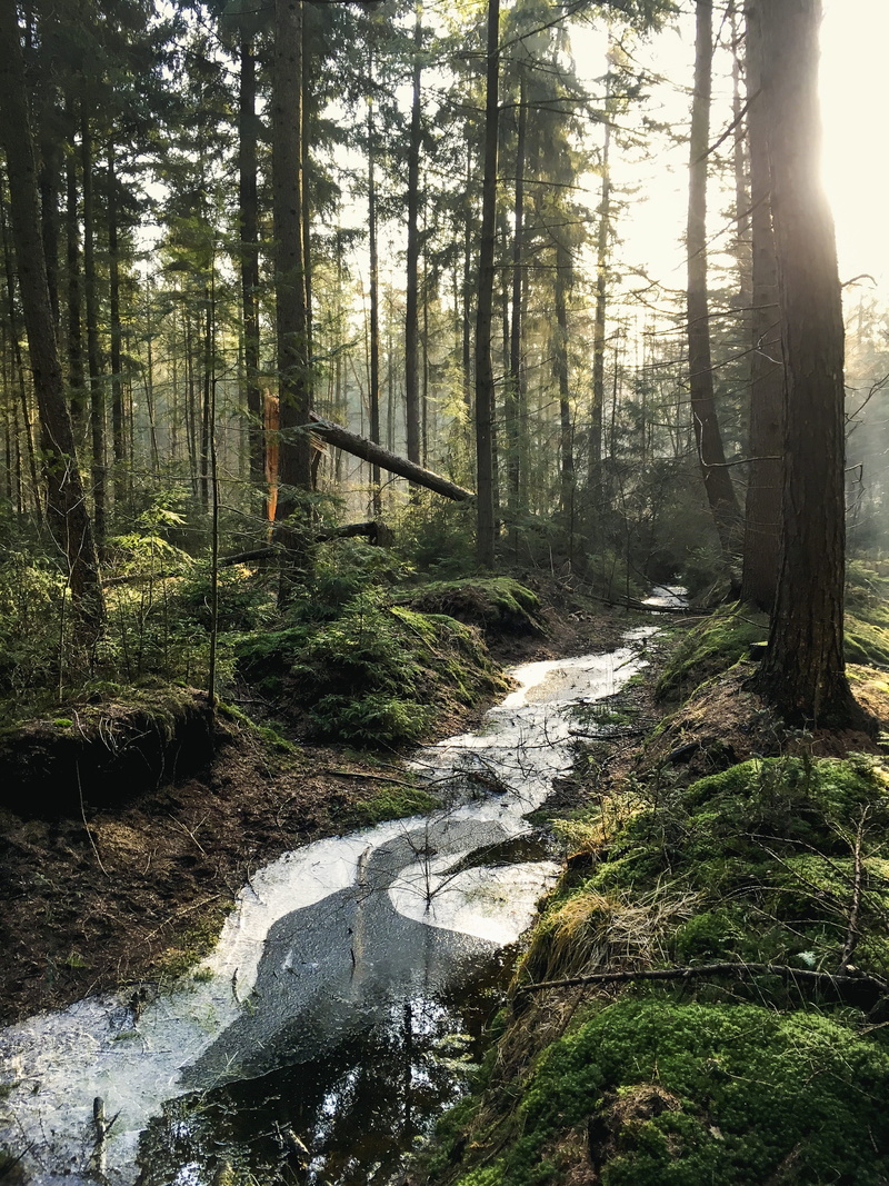 tranquil scene, flowing, tree, daylight, jungle, scenics - nature, flowing water, tree trunk, stream, environment, mobilechallenge, trees, woodland, outdoors