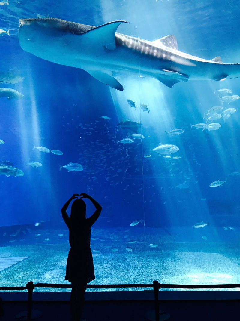 mobilechallenge, animals in the wild, real people, arms raised, water, nature, girl, silhouette, animals in captivity, wildlife, 4K, animal wildlife, vertebrate
