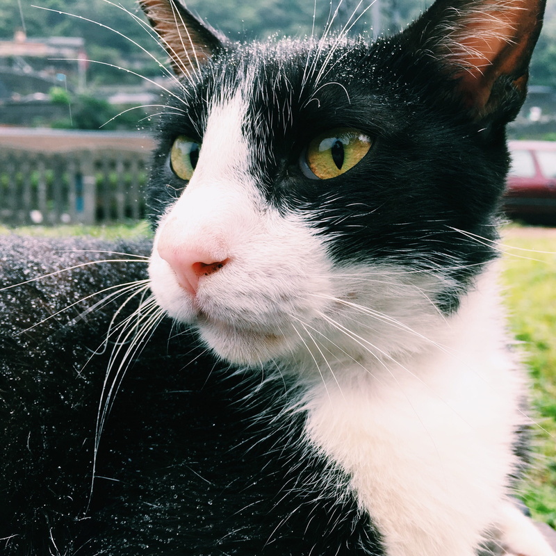 animal body part, snout, cat, close-up, domestic, yellow eyes, no people, domestic cat, tuxedo, pets, day, animal, one animal, looking away, animal head