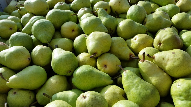 abundance, freshness, outdoors, wellbeing, still life, green color, delicious, Bartlett Pear, natural, full frame, food and drink, retail display, food