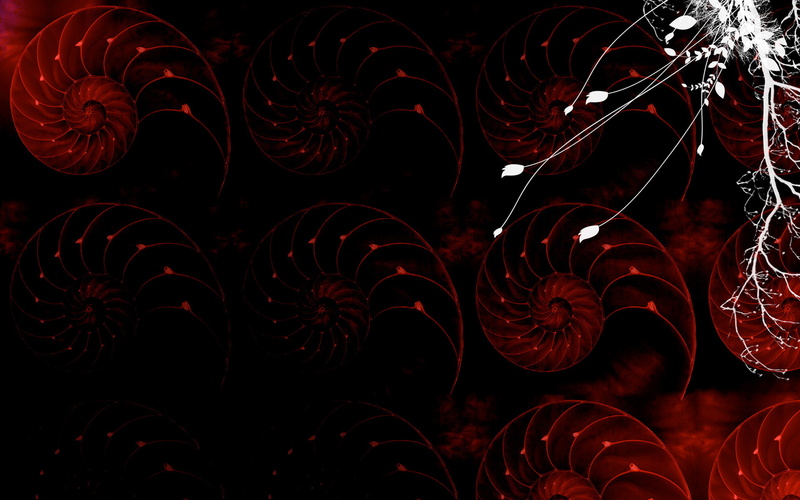 shells, animals, digitalillustration, digitalcomposition, 1080P, sealife, nautilus, black, red