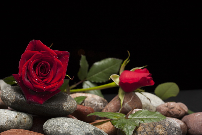 flower picture, flower arrangement, summer flower, close-up, freshness, no people, on stones, beauty in nature, macro, red rose, red, valentines day, the leaves are