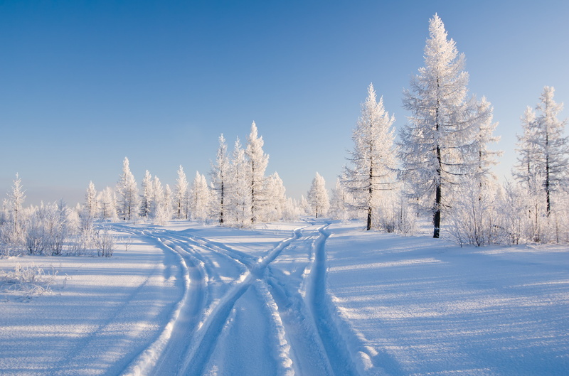 morning, sunlight, cold - Temperature, trees, color Image, snowing, cold temperature, weather, coniferous tree, pine tree, landscape, fir Tree, environment