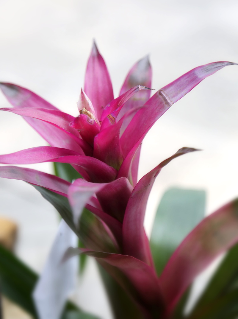 purple, outdoors, 5K, leaf, beauty in nature, vulnerability, plant, pink color, pink, turks and caicos islands, day, inflorescence, flower, florist, providenciales
